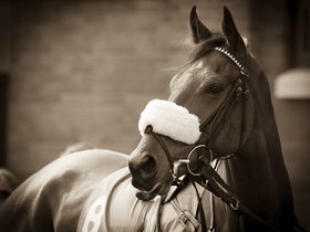 Equine Examples