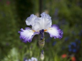 Giverny