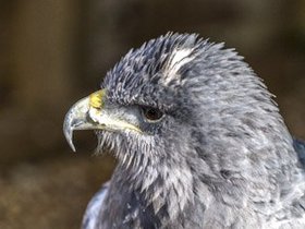 POTM Birds of Prey 02_17