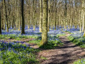 POTM Bluebells