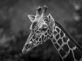 POTM Colchester Zoo