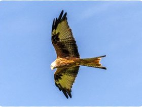 Red Kites