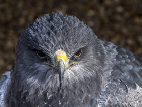 Wilstead Birds of Prey